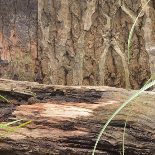POPETPOP Reptile Cork Bark Background for Terrarium Natural Climbing Mat Decor for Gecko Tanks Safe Wear-Resistant Habitat Enhancement for Aquariums and Reptile Enclosures