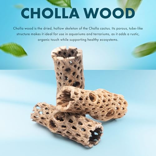 Natural Cholla Wood - Driftwood for Aquariums, Air Plant Base, Hermit Crab and Freshwater Shrimp Hideout, Fish Tank Decoration, Chinchilla Chews, Reptile Habitat Wood - 6 Inch, 3pc - size: 6 Inch, 3pc