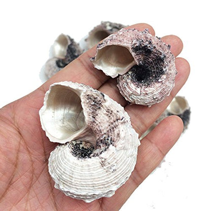 PEPPERLONELY 12PC Pink Delphinula Hermit Crab Sea Shells, 1-1/4 Inch ~ 2-1/2 Inch - color: 6#. Pink 1-1/4" ~ 2-1/2"