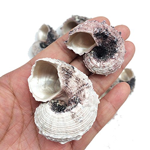PEPPERLONELY 12PC Pink Delphinula Hermit Crab Sea Shells, 1-1/4 Inch ~ 2-1/2 Inch - color: 6#. Pink 1-1/4" ~ 2-1/2"