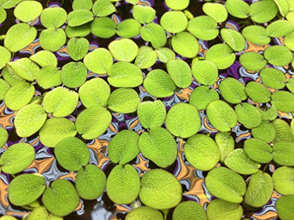 Water Spangle, Salvinia Minima, Live Aquarium/Aquatic/Freshwater/Floating/Pond Plant/Planted Tank/Aquascaping/Paludarium by Aquarium Plant Center (24 Plants, 120+ Leaves) - style: 24 Plants, 120+ Leaves