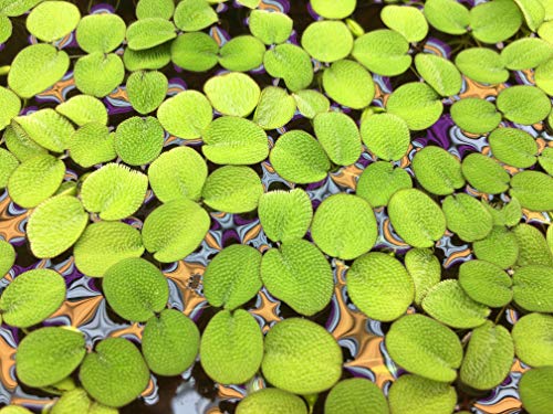 Water Spangle, Salvinia Minima, Live Aquarium/Aquatic/Freshwater/Floating/Pond Plant/Planted Tank/Aquascaping/Paludarium by Aquarium Plant Center (6 Plants, 30+ Leaves) - style: 6 Plants, 30+ Leaves