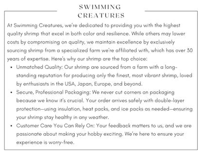 Swimming Creatures™ Premium Neocaridina Shrimp – Freshwater Aquarium Shrimp (10, Premium Sunkist Orange) - color: PREMIUM SUNKIST ORANGE