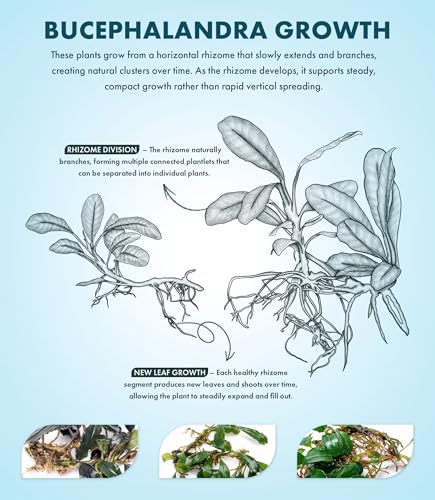 Bucephalandra Rainbow Frost Live Aquarium Plant - Natural Freshwater Fish Tank Decorations and Aquatic Decor (Small Clump (3-5 Plants))