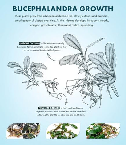 Bucephalandra Rainbow Frost Live Aquarium Plant - Natural Freshwater Fish Tank Decorations and Aquatic Decor (Small Clump (3-5 Plants))