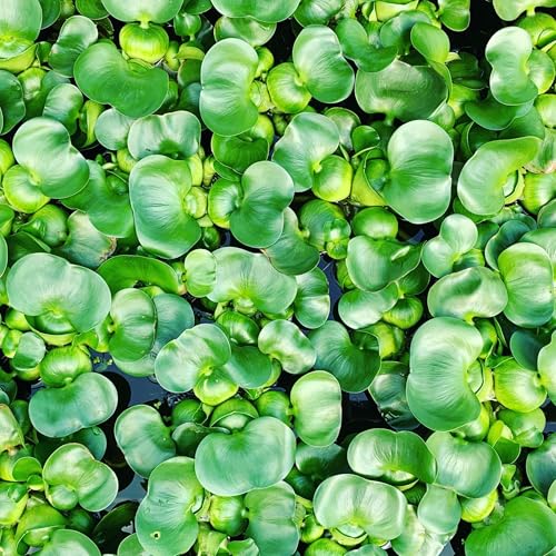 Water Hyacinth Floating Pond Plants Live Aquatic Plant Great for Koi Ponds Flowering and Fast Growing Hyacinths Cannot Ship to Some States (3)
