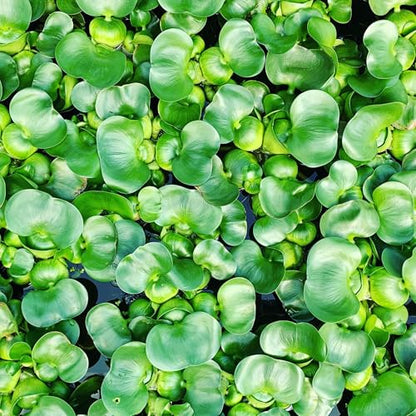 Water Hyacinth Floating Pond Plants Live Aquatic Plant Great for Koi Ponds Flowering and Fast Growing Hyacinths Cannot Ship to Some States (3)