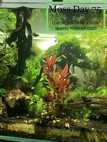 Christmas Moss Vesicularia Montagnei Live Freshwater Aquarium Plants Buy 2 Get 1
