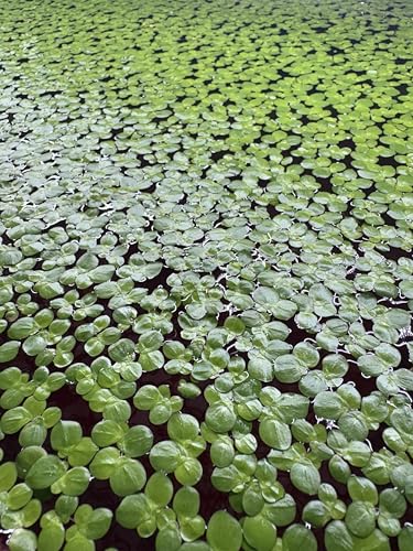 60+ Live Giant Duckweed Plants, Spirodela Polyrhiza, Floating Plants for Pond, Aquarium