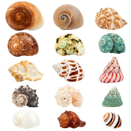 15PCS Hermit Crab Shells 1.6"-3.2", Growth Turbo Seashells | Natural Sea Conch Shell for Small to Medium and Large Crabs, Saltwater Hermit Crab Accessories and Sea Shells for Beach Decor