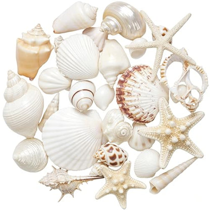 JQAQJU Sea Shells Mixed Ocean Seashells 20 Kinds, Starfish Seashells for Crafts, Various Sizes Natural Conch Sea Shells for Decorating, DIY Crafts, Vase Filler, Beach Party, Fish Tank, Home Wedding