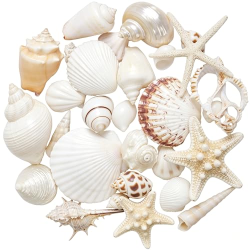 JQAQJU 20 Kinds Sea Shells Mixed Starfish Seashells for Crafts | Various Sizes Natural Ocean Conch Sea Shells for Decorating, DIY Crafts, Vase Filler, Beach Party, Fish Tank, Home Wedding