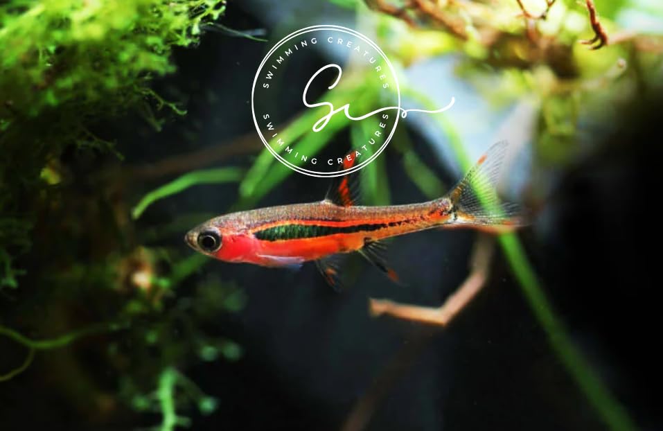 Swimming Creatures 6 Chili Rasbora (Boraras brigittae) 1-2cm Freshwater Aquarium Fish Live Arrival Guarantee