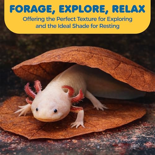 SunGrow 10 Pack Axolotl Indian Almond Leaves for Aquarium, 8-Inches, Catappa Leaf Soothes Pet’s Slime Skin, Aquarium Water Conditioner Leaves Improves Tank Water Quality, Speeds Up Recovery Process - style: Large (8")