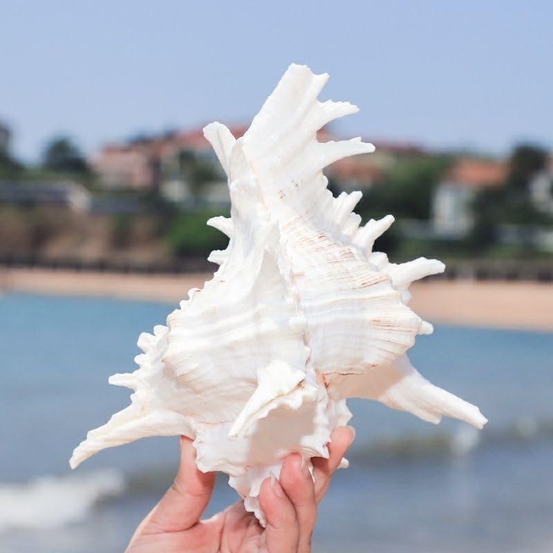 YZHZOM 5.5‘’ to 6.3‘’ Large Natural Conch Shell Fish Tank Hideout Fish Tank House Natural Conch sea Shells for Fish Tank,Air Plant,Home Decorations,DIY Crafts