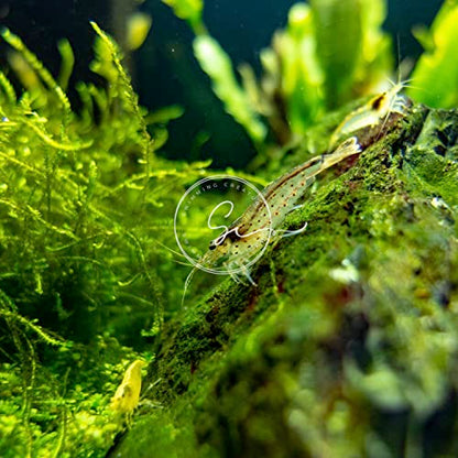 Swimming Creatures™ 10 Amano Premium High-Grade Caridina Freshwater Aquarium Shrimp Live