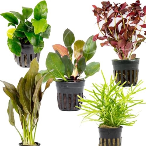Swimming Creatures™ Live Aquarium Plants (5 Potted Plants) - color: 5 Potted Plants