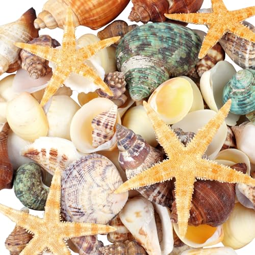 MOWPOG 80+ Pcs Natural Seashells, Mixed Starfish Sea Shells for Crafts | Various Sizes, Ocean Shells Conch for Decorating, Beach Theme Party, DIY, Fish Tank Filling, Home Decor, Wedding Decoration