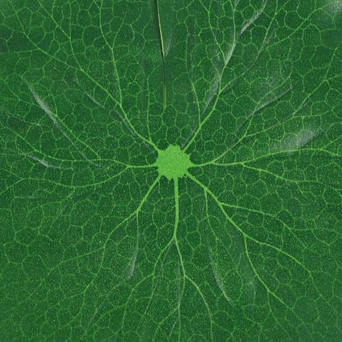 Simulated Lotus Leaves Floating Pond Decoration 5pcs Set 10-38cm Artificial Fish Tank Lotus-Leaf Water Lily Pads for Aquarium Garden Water Surface Display