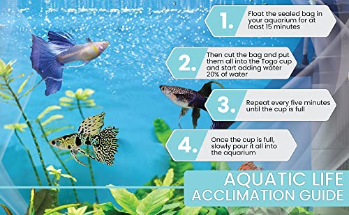 D&A Tropical Full RED Guppy - Abino Live Fish (1 Male, 2 Females) for Freshwater Aquariums