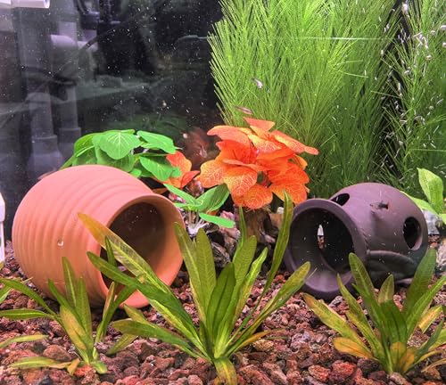M2cbridge Pottery Ceramic Jar Natural Clay Vase Cichlid Small Fish Shrimp to Play Hide Breed Habitat(Purple Clay, 2pcs) - color: Purple Clay, 2pcs