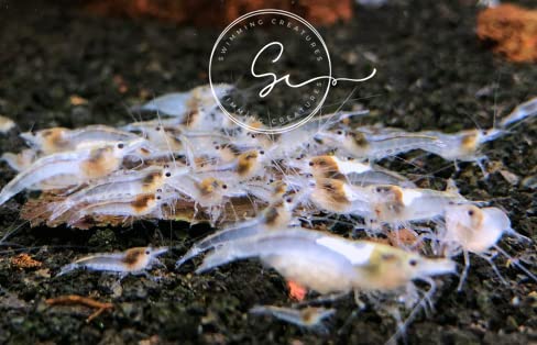 Swimming Creatures 10 Snowball Neocaridina Shrimps with 3 Assorted Mystery Snails, Freshwater Aquarium, 100% Live Arrival Guarantee