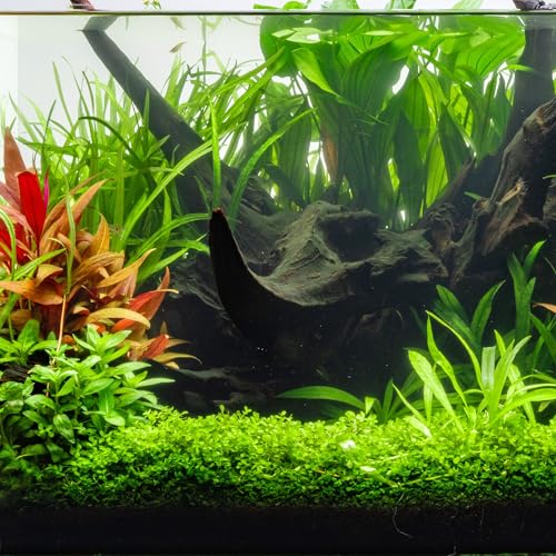 Ultum Nature Systems Driftwood - Amazon Drift Wood for Fish Tank, Planted Tank, Terriarium, Paludarium - Versatile Natural Driftwood Decor, Events Wood Centerpiece - Amazon Wood, Medium (9-16") - size: 9-16" 1-Pack