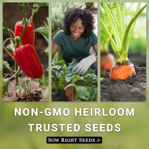 Sow Right Seeds - Contender Bush Bean Seed for Planting Green Beans Garden | Plant stringless non-GMO heirloom variety for home outdoors vegetable gardening. Popular fresh veggies for growing outside.