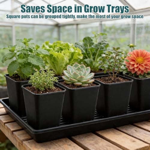 Nursery Pots 6 Inch 40 Pcs, Plastic Seed Starting Pot with Drainage Holes, Sturdy Seedling pots for Planting, Cuttings (Black) - color: Black, size: 6 Inch-40P