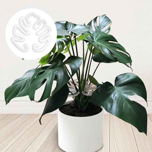 Plant Stem Support,Plastic Monstera Plant Support, Climbing Houseplant Stem Supports, Stem Hook Growth Accessories for Plant (Large-7.8in) - size: Large-7.8in