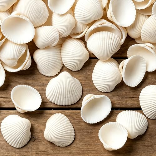 MAQIHAN Natural White Seashells for Crafts - Small Clam Shells 0.8-1.2 in | Tiny Natural Seashells for DIY Crafting, Vase Filler, Beach Wedding, Coastal Decor, Resin Art, Party Tables & Home Displays - style: White