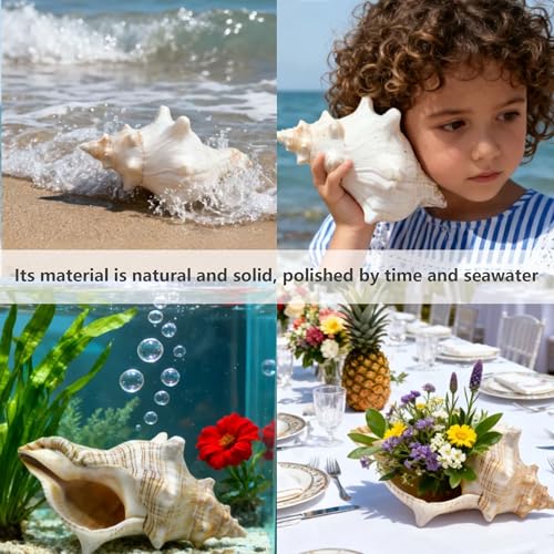 Giant Natural Conch Shell 6-8 Inches, Large Seashell for Vase Filler, Air Plants, Home Decor, Wedding and Beach Theme Party Decoration, Aquarium Accessories