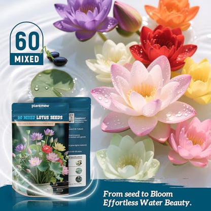 Lotus Seeds for Planting in Water – 60 PCS Mixed Bowl Lotus Seeds, Water Lily & Water Plants for Ponds, Live Pond Plants for Outdoor Ponds, Floating Pond Plants – Indoor Bonsai, Garden, Koi Pond - size: 60pcs Bowl Lotus Seeds for Panting