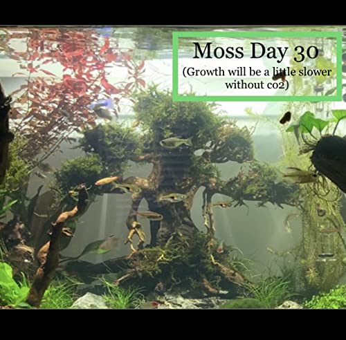 Christmas Moss Vesicularia Montagnei Live Freshwater Aquarium Plants Buy 2 Get 1