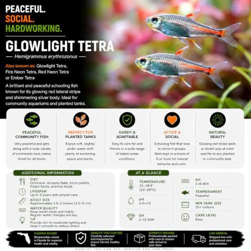 Swimming Creatures™ 12 Glowlight (Glo-Lite) Tetra (Hemigrammus erythrozonus) – Tropical Freshwater Aquarium Fish Live