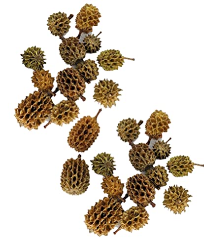Awesome Aquatic 25 Casuarina Cones, Blackwater, Betta Shrimp Habitat | Larger than Alder Botanicals Natural tannins Blackwater habitat Leaf litter Longer lasting biofilm Natural décor Easy to use - size: 25 Pack Casuarina