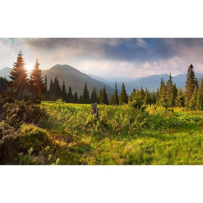 Sunrise Mountain Landscape Aquarium Background Lush Green Wild Meadow Plants Pine Trees Fish Tank Background Misty Foggy Cloudy Blue Sky Mountain Ridge Reptile Tank Terrarium Backgrounds 30x12in - color: Green, size: 30(W)x12(H)in