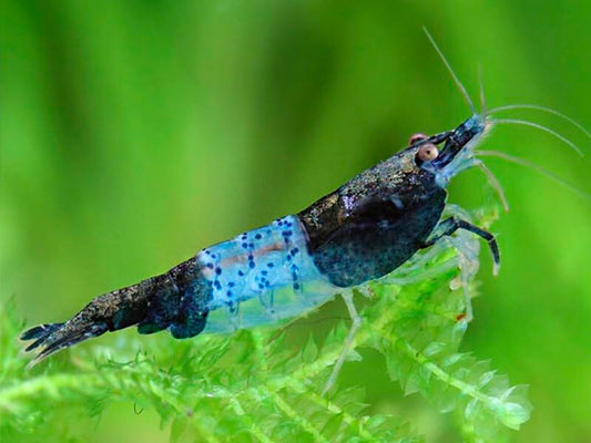 SF Aquatic™ 10 Blue Rili Shrimps High Grade Neocaridina Live Freshwater Aquarium Shrimps. Mature Breeding Age. Live Arrival Guarantee. - color: Blue Rili, size: 10 Shrimps