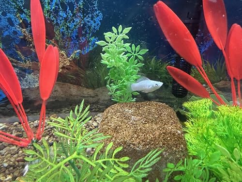 EcoBio-Block Aquarium Water Clarifier (Small, 8–16 gal) | Volcanic Rock — Lasts Up to 2 Years — No Weekly Additives — Long-Term Water Balance — Safe for Fish, Shrimp, Frogs & Turtles - size: 1 Pack, style: Small