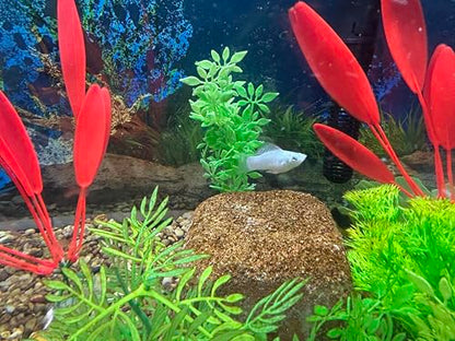 EcoBio-Block Aquarium Water Clarifier (Small, 8–16 gal) | Volcanic Rock — Lasts Up to 2 Years — No Weekly Additives — Long-Term Water Balance — Safe for Fish, Shrimp, Frogs & Turtles - size: 1 Pack, style: Small
