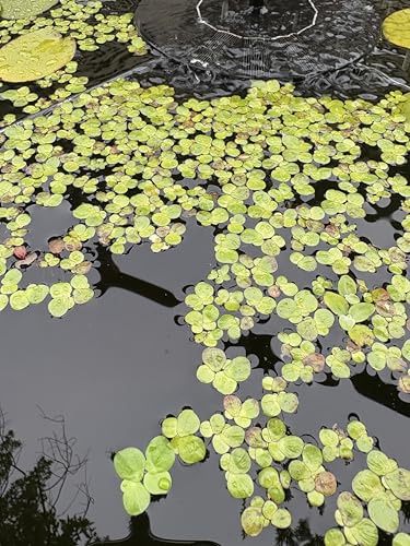 60+ Live Giant Duckweed Plants, Spirodela Polyrhiza, Floating Plants for Pond, Aquarium