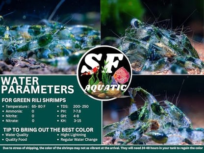 SF Aquatic™ 10 Green Rili High Grade Neocaridina Live Freshwater Aquarium Shrimps Fully Mature Breeding Age. Live Arrival Guarantee. - color: Green Rili, size: 10 Shrimps