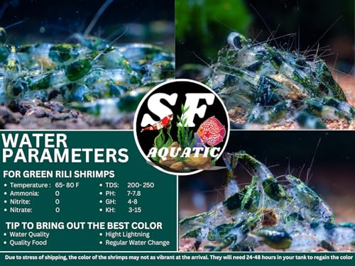 SF Aquatic™ 20 Green Rili High Grade Neocaridina Live Freshwater Aquarium Shrimps Fully Mature Breeding Age. Live Arrival Guarantee. - color: Green Rili, size: 20 Shrimps