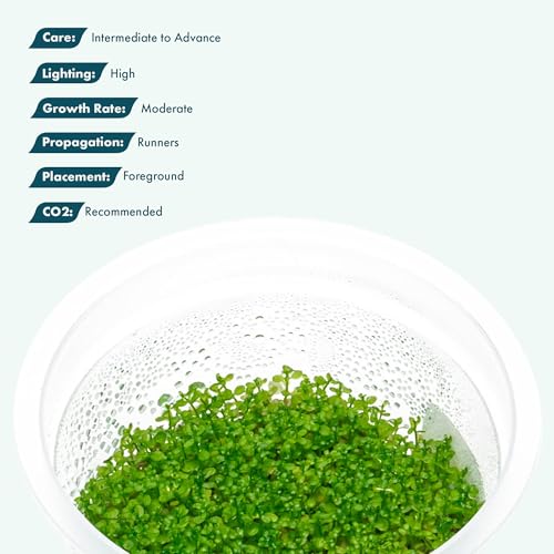 Live Plant - Dwarf Baby Tears Hemianthus Callitrichoides Live Aquarium Plant Tissue Culture Cup - 100% Snail Free in Vitro (Dwarf Baby Tears) - color: Dwarf Baby Tears Hemianthus Callitrichoides