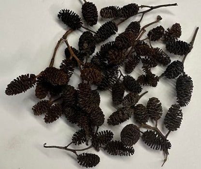 Awesome Aquatic 50 Alder Cones, Blackwater, Betta Shrimp Habitat | Natural tannins Botanicals Softwater Leaf litter Biofilm surface Water enrichment Natural décor Easy to use - size: 50 Pack Alder