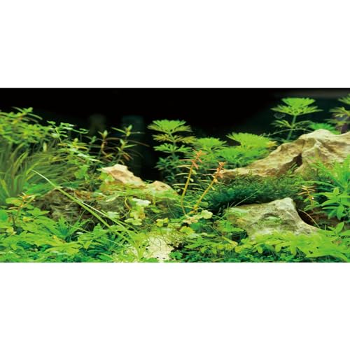 AWERT 36x24 inches Aquarium Background Seaweed Aquarium Background Aquatic Plant Stone River Bed & Lake Fish Tank Background Vinyl Background - size: 36x24in/90x60cm