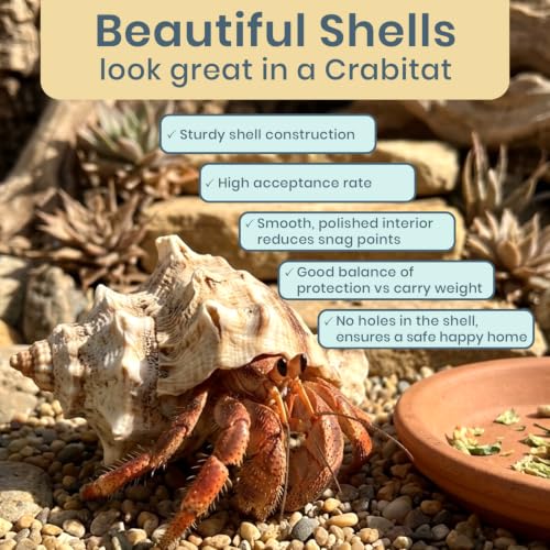 Hermit Crab Shells | Turbo Shells | 12 King Crown Turbo Shells 3/4"- 1 3/4" | Small Hermit Crab House for Décor | Plus Free Nautical eBook by Joseph Rains