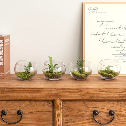 MyGift 5 Inch Clear Glass Round Bowl Air Plant Terrariums, Set of 4 | Versatile glass vessels showcase plants, candles, and decorative accents for weddings, events, shelves, and tabletop displays - size: Set of 4 (Round)