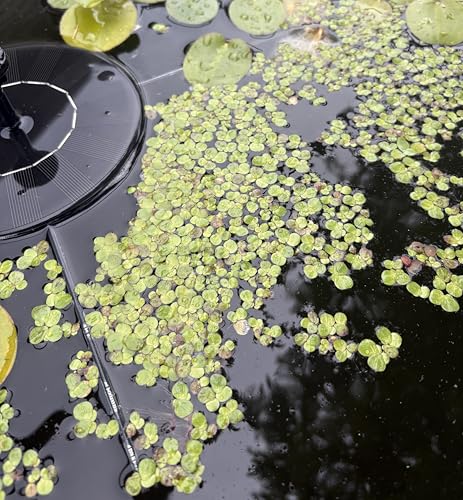 60+ Live Giant Duckweed Plants, Spirodela Polyrhiza, Floating Plants for Pond, Aquarium