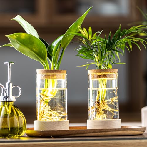 Glass Plant Propagation Stations, Propagation Vases for Plants with Ambient Light Base, Hydroponic Vase for Home & Office Windowsill Tabletop Decoration Desktop Vases for Living Room, Bedroom (2)